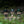 oad image into Gallery viewer, KASA SHADE RC2.0 for MINIMALight RC 2.0
