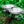 oad image into Gallery viewer, SIERRA PLATE for 2WAY STAND