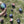 Load and play video in Gallery viewer, BOCCE